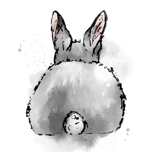 Black Little Cottontail