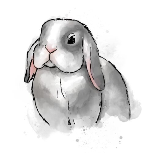 Black Hoppy Lop