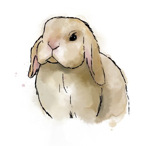 Brown Hoppy Lop