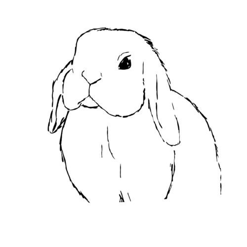 Hoppy Lop